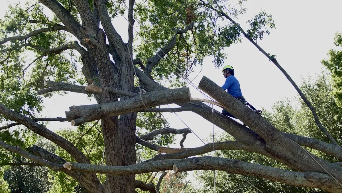 Professional Hazardous Tree Removal performed by certified arborists in Manns Choice