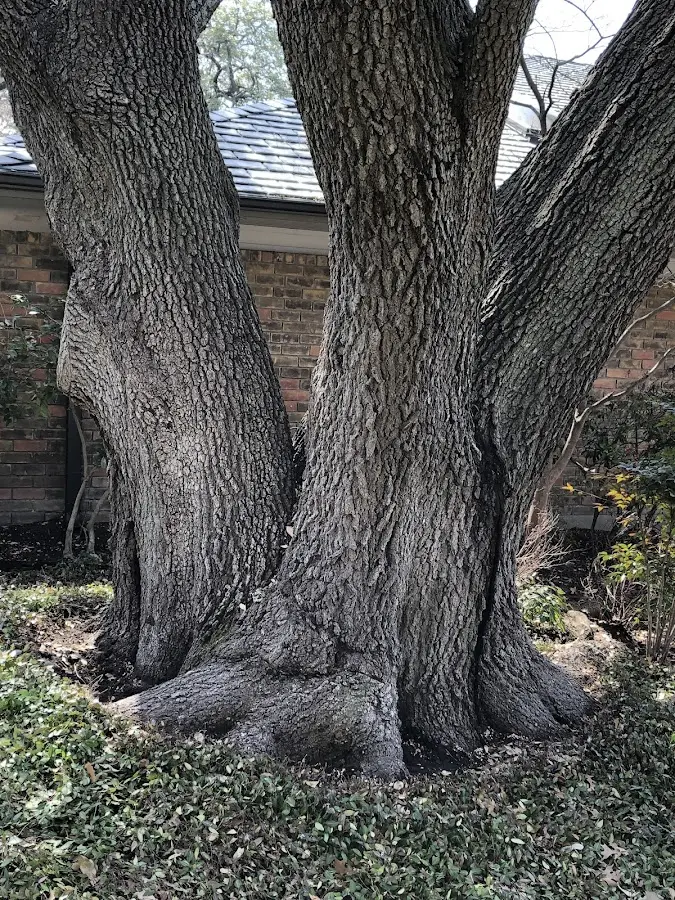 Mature heritage tree close to a Manns Choice property cared for by certified arborists